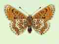 Melitaea cinxia male (aberrant form interligata, verso) (Internet Image property of respective owner, non-commercial use only)